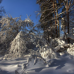 фото "Пробуждение"