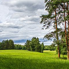 фото "Пейзаж с соснами"
