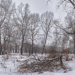 фото "Меланхолия."