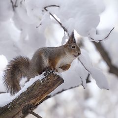 фото "Ужас !  Как же высоко !"