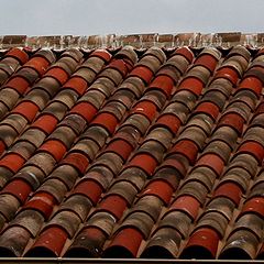 photo "citizen of the roofs"