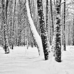 фото "Зимний лес."