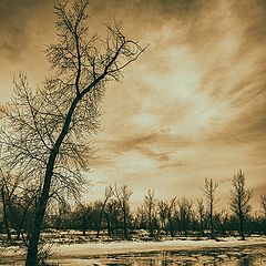 фото "Весенняя гравюра"