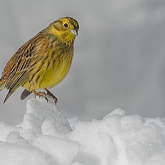 фото "Овсянка  на снегу"