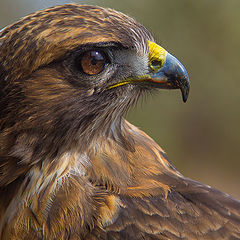 фото "Red Tailed Hawk"