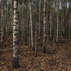 фото "Березки."