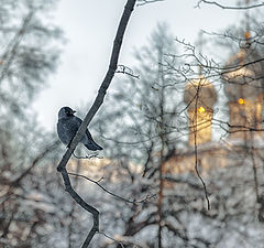 фото "Красивое увидеть в некрасивом, Мелодию услышать в тишине…"