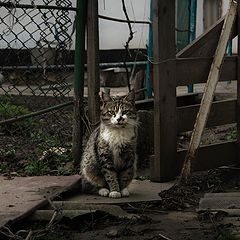 фото "В ожидании хозяина"