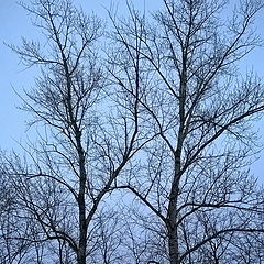 фото "Two in the snow"