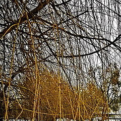фото "Vetla or winter bamboo"
