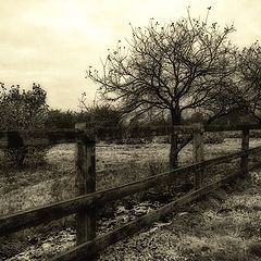 фото "первые заморозки"