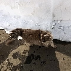 фото "Snow, cat and wind"