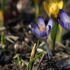 photo "Crocuses"