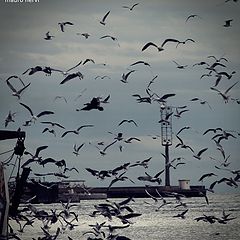 photo "seagulls"