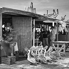 photo "The pelicans came for lunch"