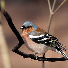 photo "Winged swings"