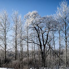 фото "Белое на голубом"