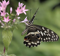 фото "Papilio demoleus"