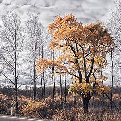 фото "Желтое на сером"