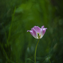 photo "***"