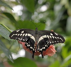 фото "Papilio polyxenes"