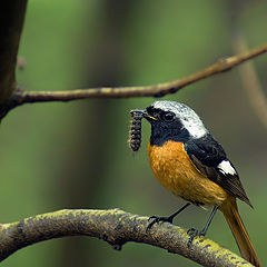 фото "Горихвостка обыкновенная (Phoenicurus phoenicurus )"