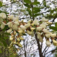 фото "Flowers_3"