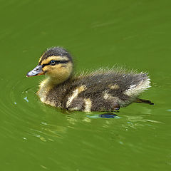 photo "Agua verde"