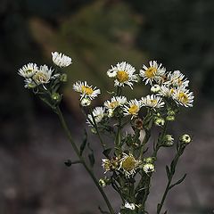 фото "Ранний старец"