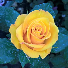 фото "Yellow bud_1"