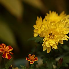 фото "Жёлтый цветок."