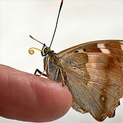 photo "Hand butterfly"