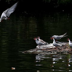 photo "Chorus"