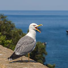 фото "Сердитая чайка"