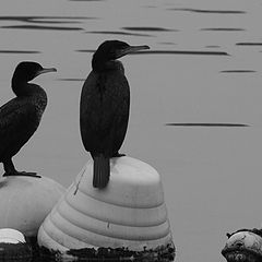 фото "cormorants"