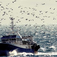 photo "seagulls and boat"