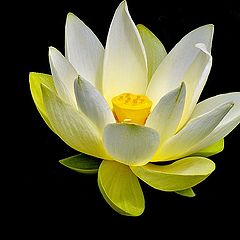 photo "white lotus flower"