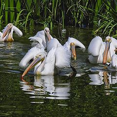 фото "Пеликаны"