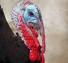 photo "The head of the poultry-yard"