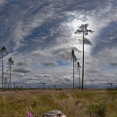 фото "Исчезающий лес"