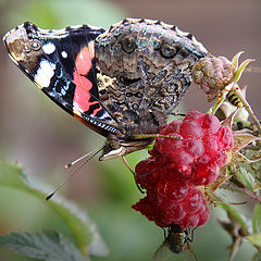 photo "Everyone likes raspberry"