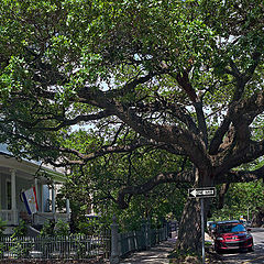 фото "Garden District"