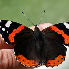 photo "Vanessa atalanta"