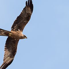 фото "Milvus migrans"