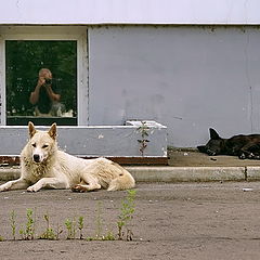 photo "***"