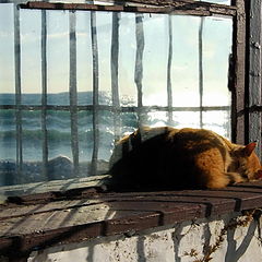 фото "Кот на солнце, на окне и на берегу моря"