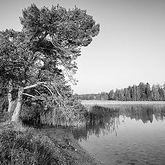 photo "The old pines at the Fohnsee lake"