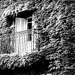 фото "the window"