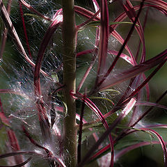 photo "Seed ..."