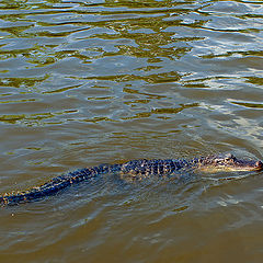 фото "Крокодил"